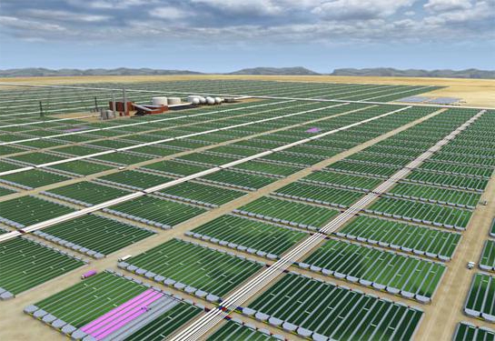 seaweed for biodiesel production