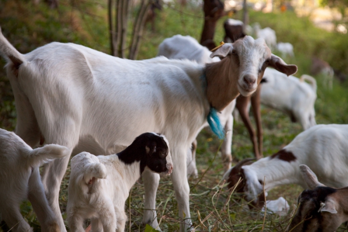 plan d'entreprise de la ferme caprine
