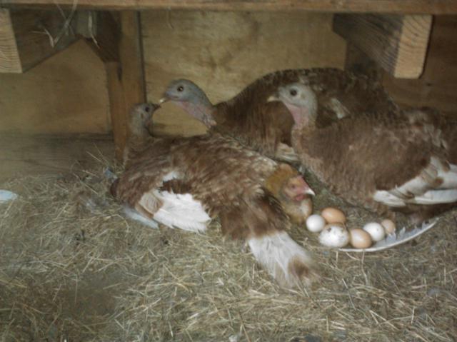 breeding turkeys at home