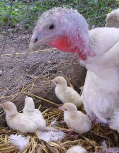 growing turkeys