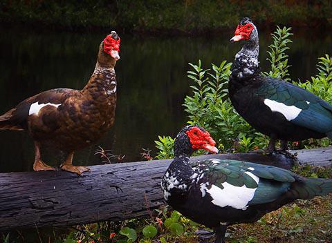 élevage de canard musqué