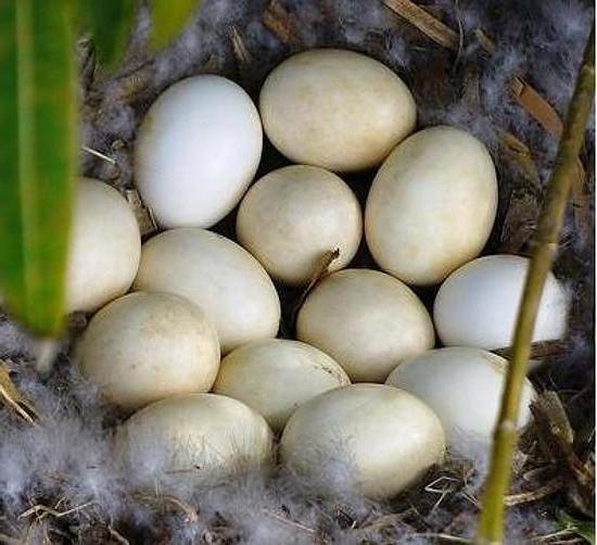  Soins d'élevage de canards musqués