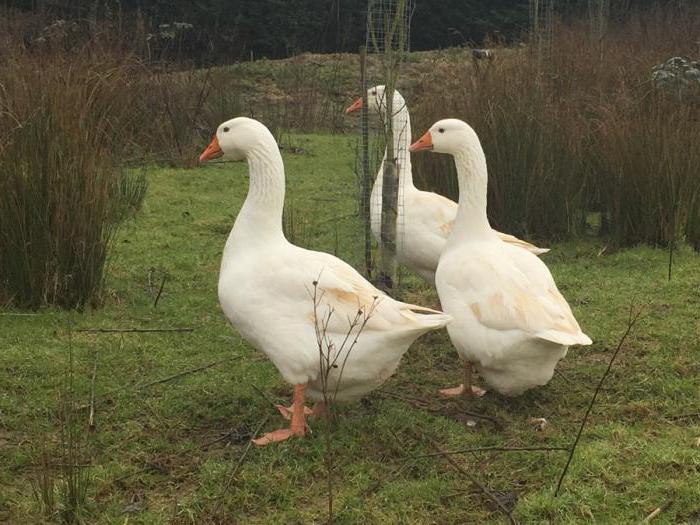 oies linda critiques