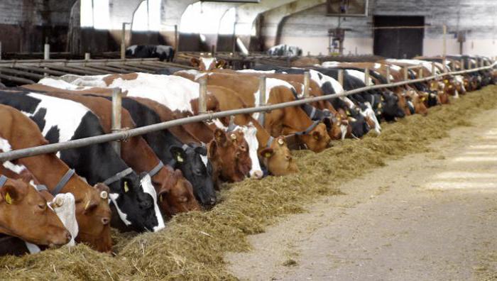 élever des vaches comme une entreprise