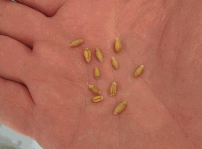 conditions de culture du blé en Russie