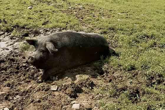 vers de traitement du fumier