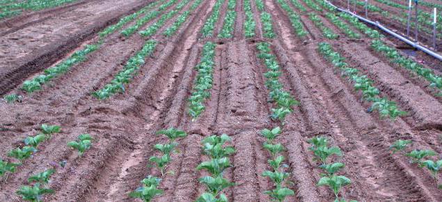 quel est le rendement en pommes de terre de 1 ha