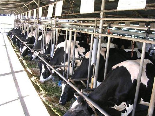 Entreprise villageoise rentable