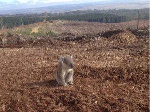 exploitation forestière illégale