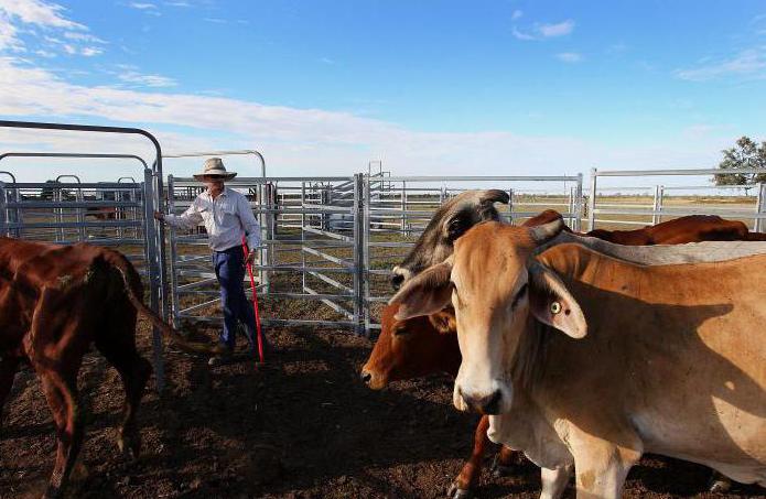 concept of economic diversification