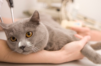 combien gagnent les vétérinaires