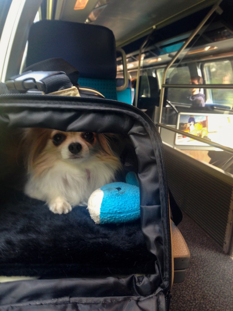 transport d'animaux dans le train