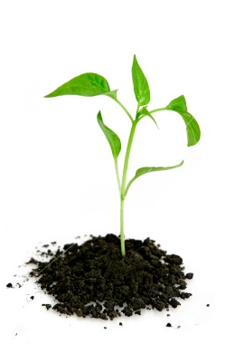 planter des plants d'arbres