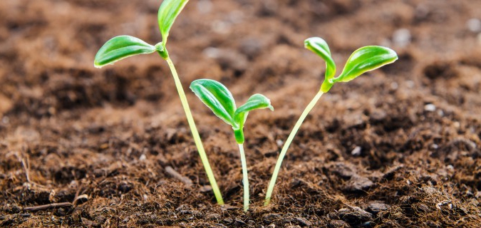 plants d'arbres fruitiers