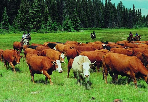 bull breeding business plan