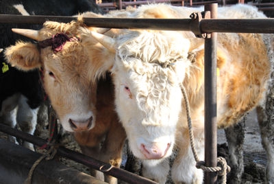 breeding bulls at home