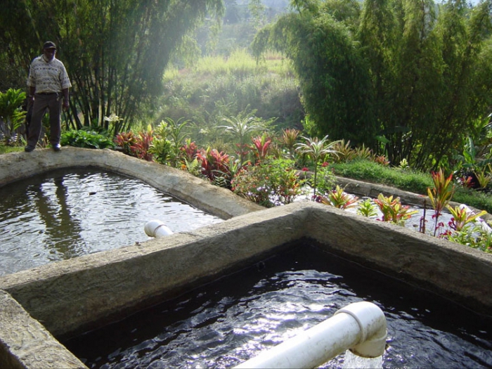 carp breeding business plan