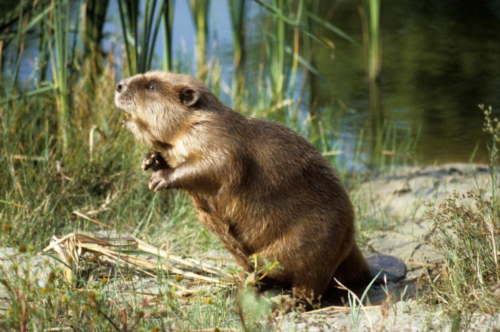 Réserve naturelle d'État de Voronej