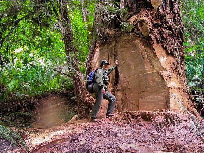 damage according to Article 260 UK rf