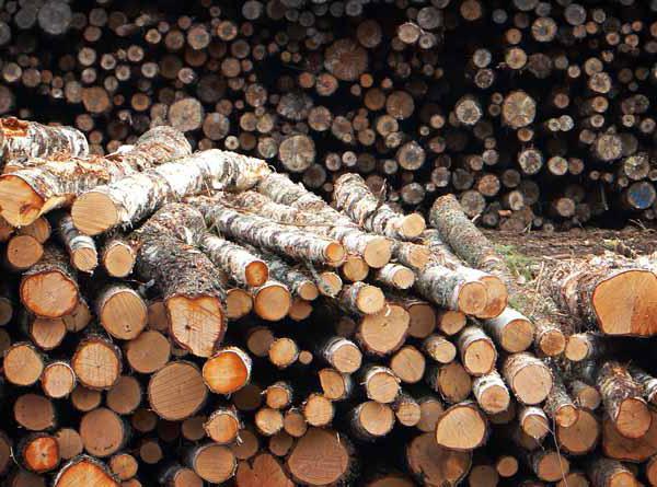 Article 260 of the Criminal Code of the Russian Federation