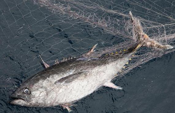 phrases sous st 256 uk rf