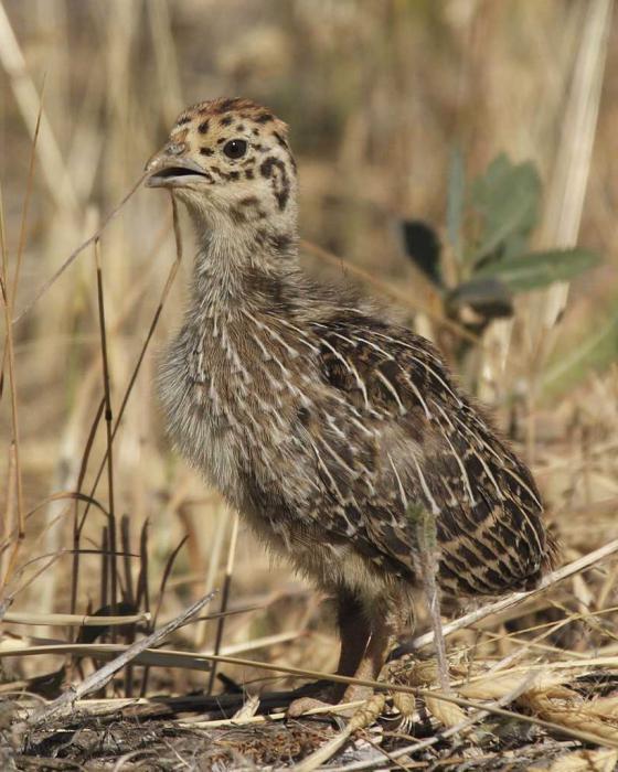 Perdrix se reproduisant à la maison en détail