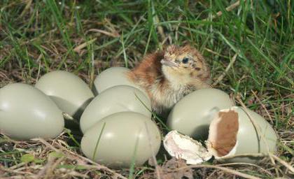 perdrix élevage et garder à la maison