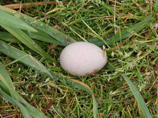 élevage de perdrix à la maison