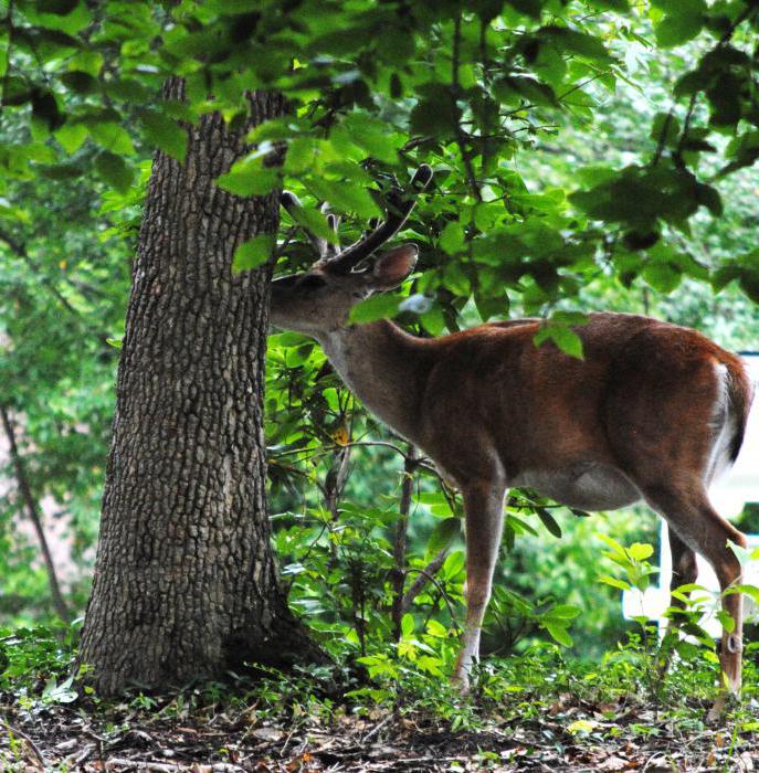 deer breeding as a business