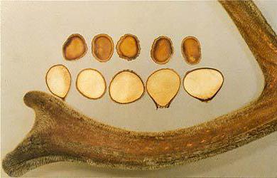 keeping and breeding deer