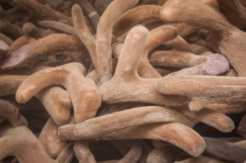 deer breeding business plan