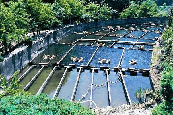 élevage de truite dans un étang à la campagne