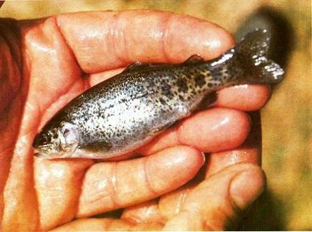 élevage de truites dans le secteur des étangs