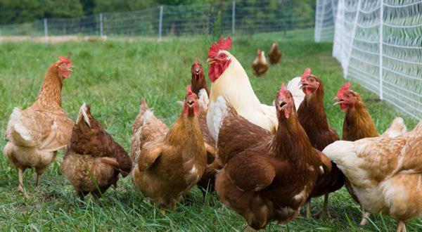 comment gagner sa vie dans un village