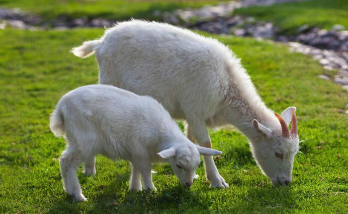 Méthodes d'élevage