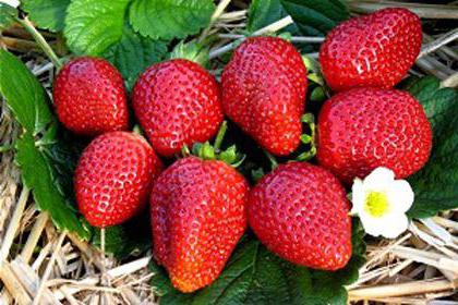 Growing strawberries in industrial greenhouses