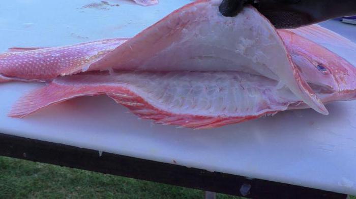 Production de poisson