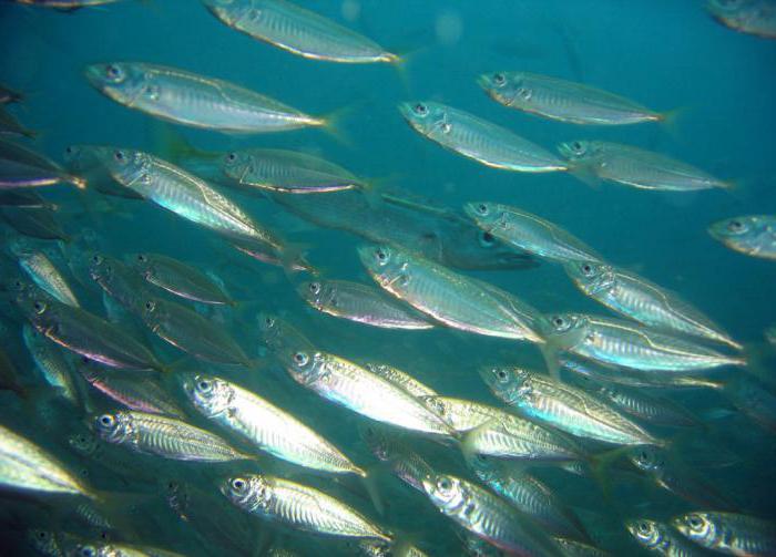 Production de poisson