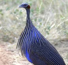 guinea fowl photo breeding