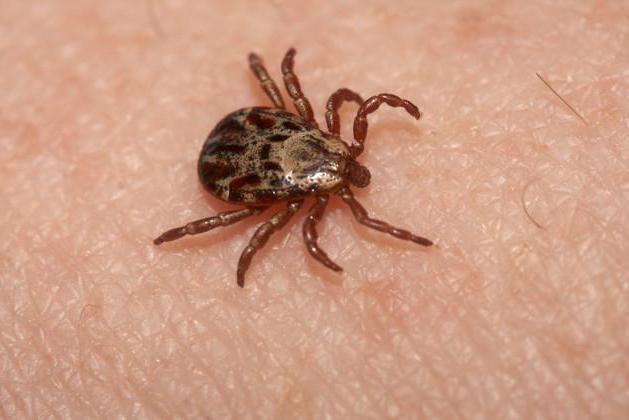 acaricidal treatment