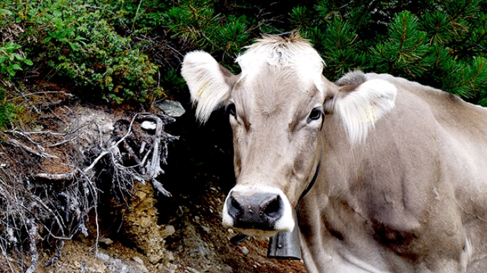 facteurs environnementaux nocifs