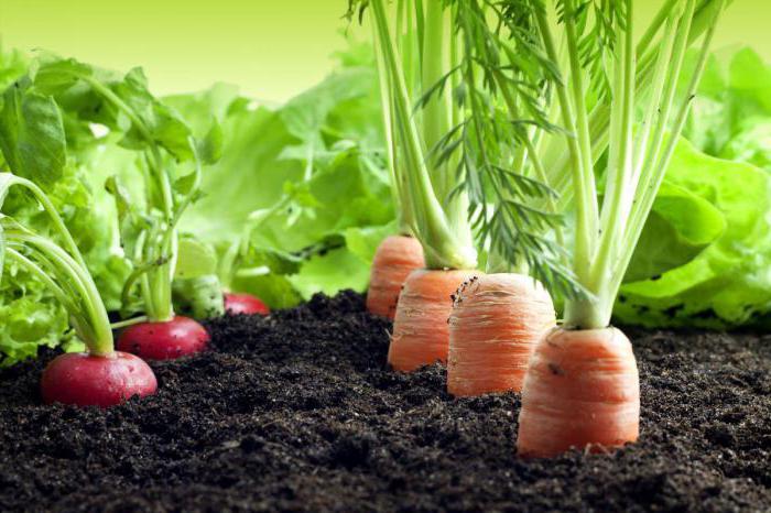 investment in agriculture