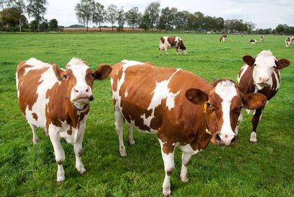 real investment in agriculture