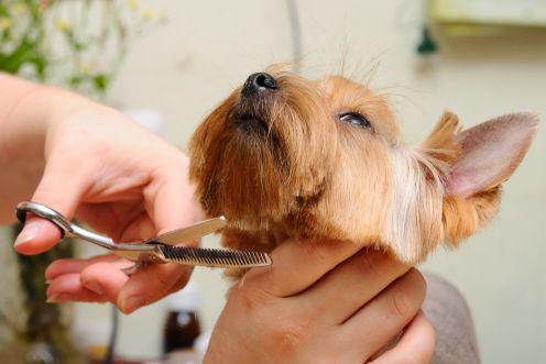 toilettage à la maison