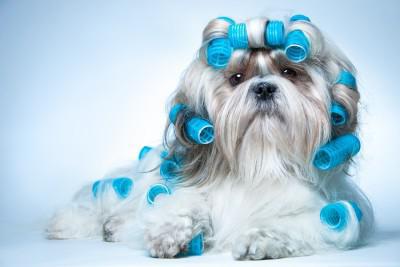 soin des poils de chat