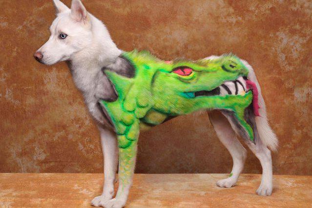 table de toilettage pliante