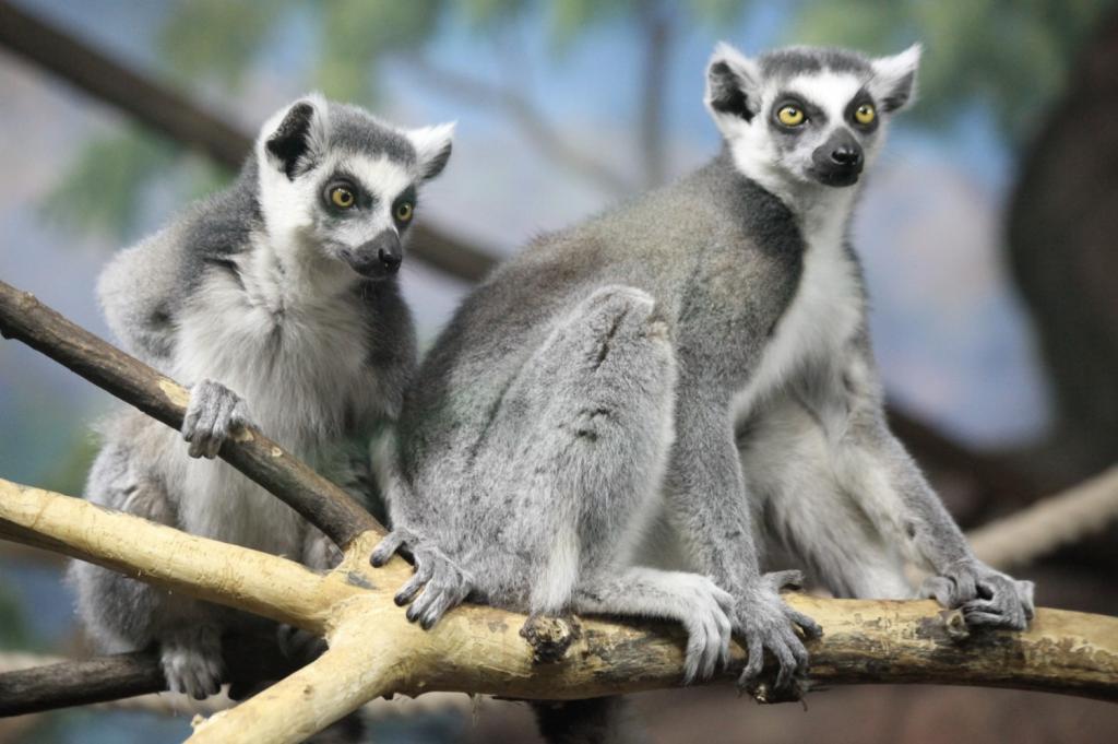 crocus city aquarium jungle