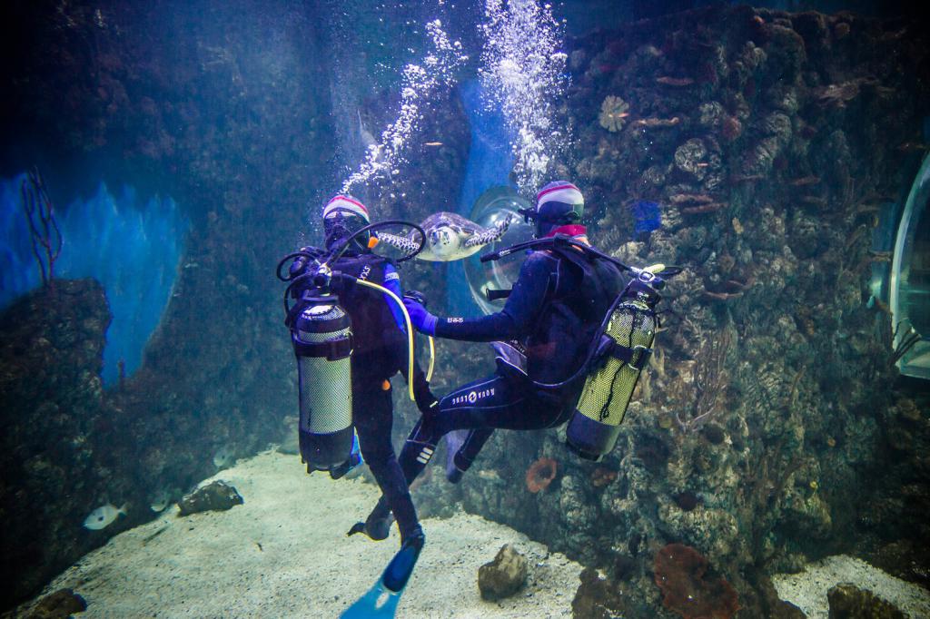 plongée dans la ville de crocus