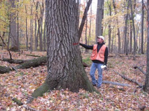 méthodes de taxation des forêts