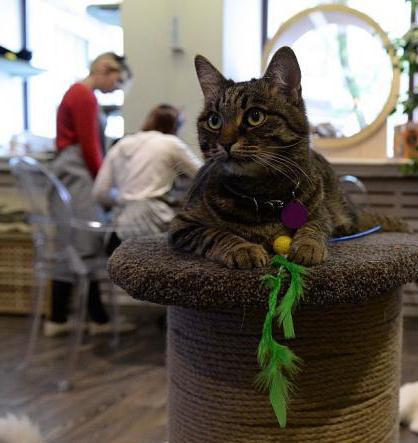 interesting cafes in Moscow for youth